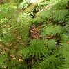 Plants: image 83 Of 94 Thumb